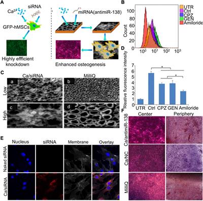 MicroRNA-loaded biomaterials for osteogenesis